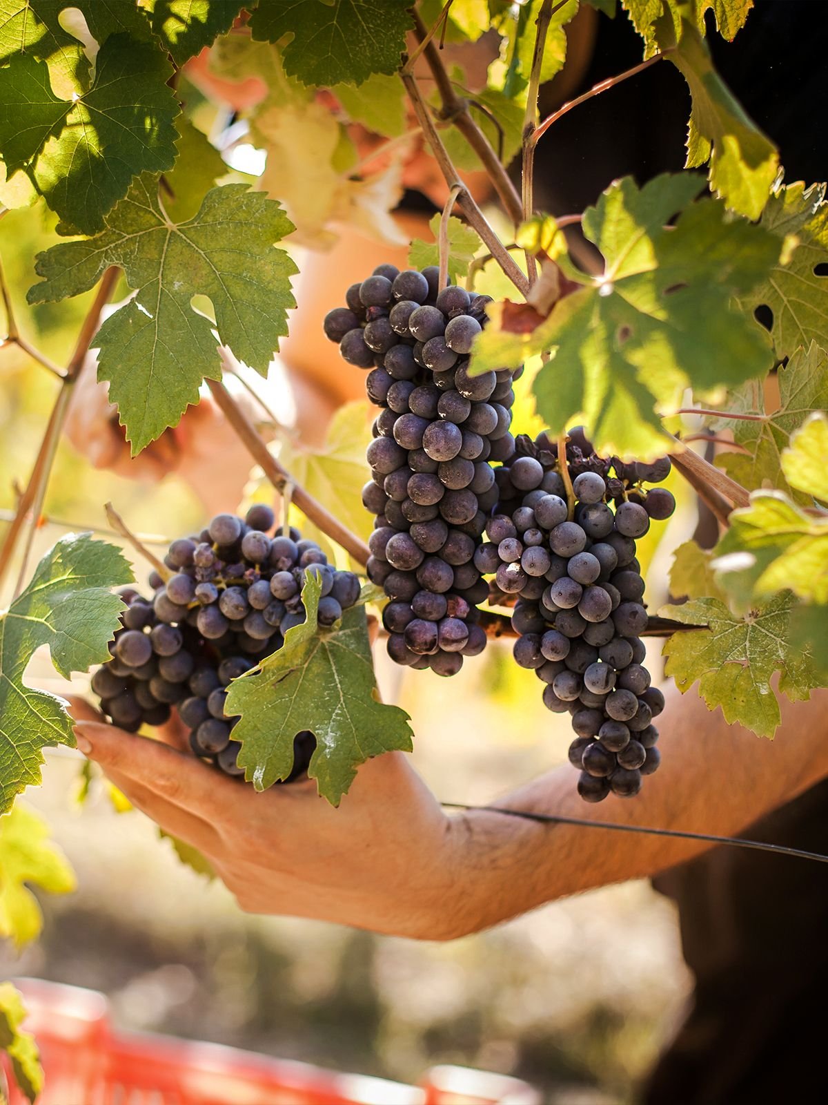 Lavorare la terra, rispettarla