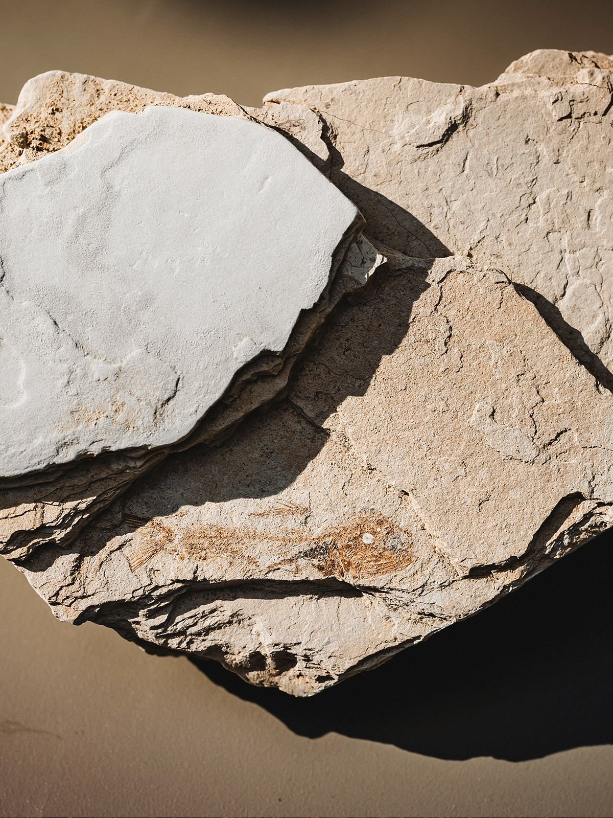 Radici di mare, colline di luce