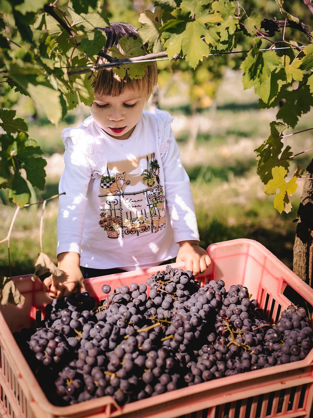 Vitigni delle Langhe